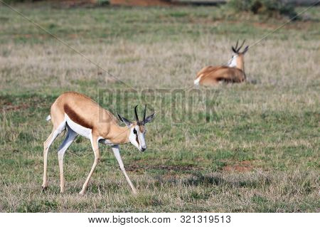 Two Adult Female Springbok In Lush Green Grassland.