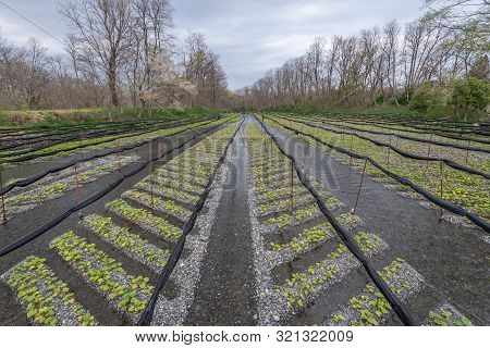 Green Wasabi Plants In Wasabi Farm On The Big Stream In Nagano ,japan.