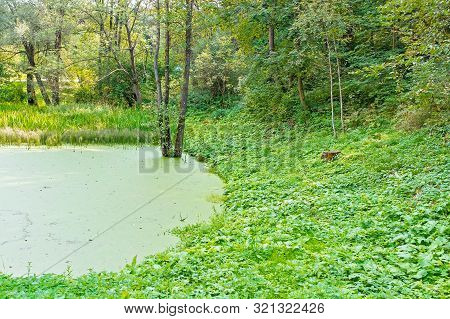Lush Green Swamp, Ecology, Green Swamp In The Forest, Natural Landscape