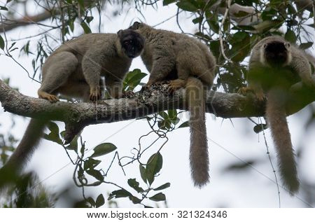 Wet Common Brown Lemur (eulemur Fulvus Fulvus)