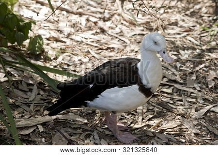 The Radjah Shelduck  Is Walking Over Leaves In The Shade