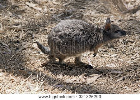 This Is A Side View Of A Small Tammar Wallaby