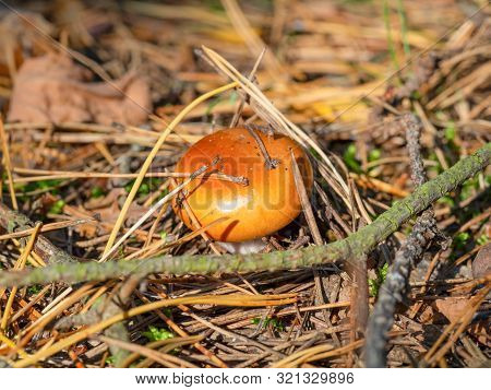 Small Brown Poisonous Mushroom Toadstool In The Forest, Macro