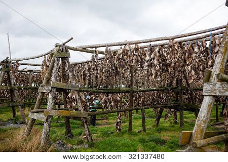 Dried Fish In A Fishing Village Of Iceland