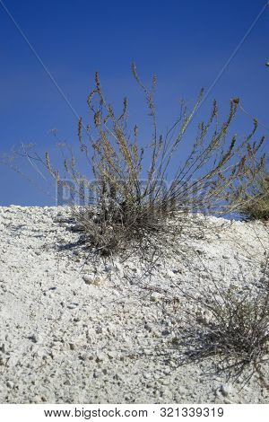 Dry Grass On The Slope Of The Chalk Quarry. Dryland Vegetation. Grass On A Background Of Blue Sky. O