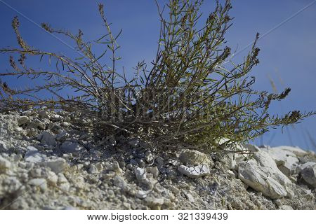 Dry Grass On The Slope Of The Chalk Quarry. Dryland Vegetation. Grass On A Background Of Blue Sky. O