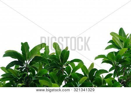 Elephant Apple Tree With Leaves And Branches On White Isolated Background For Green Foliage Backdrop
