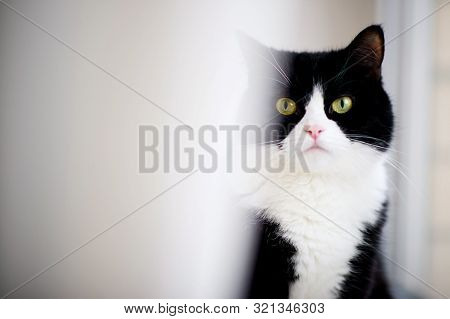 A Black Cat With A White Face Partially Peeks Out From Behind The Curtain. Copy Space