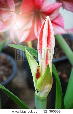 Amarylis Flower, Full Bloom In A Tropical Botanical Garden. Hippeastrum Amaryllis