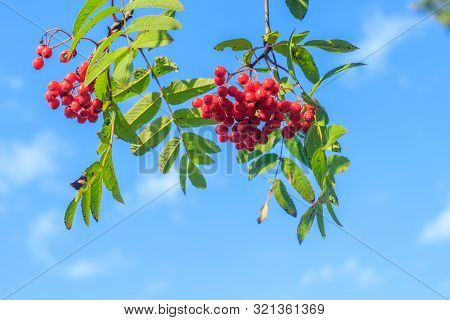 Rowan Berries On A Branch. Autumn Harvest. Rowan Tree Berries Hang On A Green Branch.