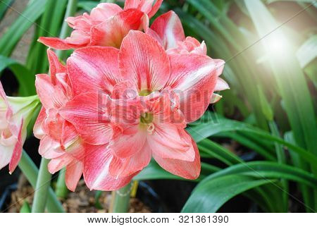 Amarylis Flower, Full Bloom In A Tropical Botanical Garden. Hippeastrum Amaryllis