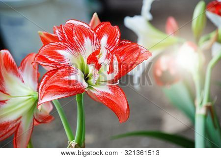 Amarylis Flower, Full Bloom In A Tropical Botanical Garden. Hippeastrum Amaryllis