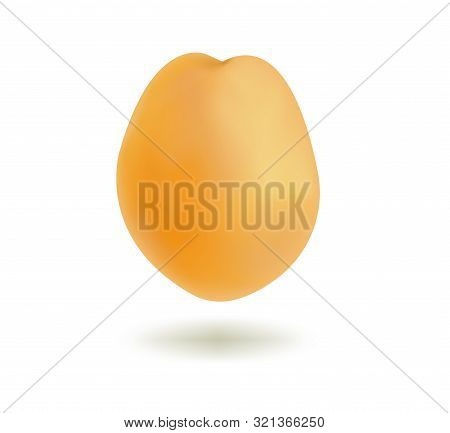 Vector Illustration Of Fresh Ripe Juicy Apricot With A Shadow Isolated On A White Background. Templa