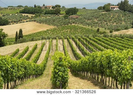 Rural Landscape Along The Road From Certaldo To Gambassi Terme, Florence, Tuscany, Italy, At Summer