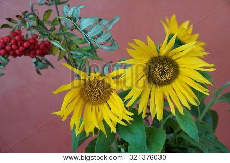 Yellow Sunflowers At Home On Red Background