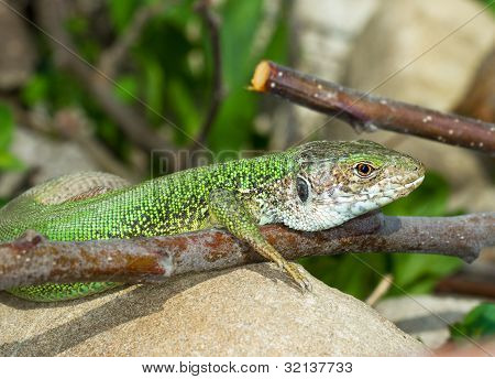 un ritratto di un maschio di lucertola verde appoggiata sulla roccia / Lacerta viridis
