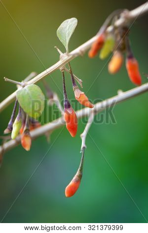 Goji Berry Growing In The Garden, Close Up
