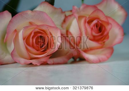 Dolce Vita Rose On White With Gray Background