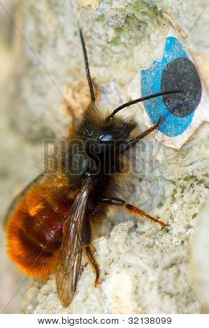 malé oranžové včela, makro fotografie