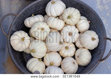 White Little Pumpkin Cucurbita Baby Boo, A Bunch Of Ripe Pumpkins In A Metal Bowl. Farmers Harvestin
