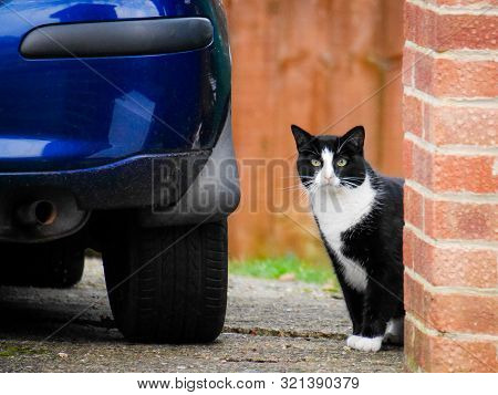 Mature Black And White Cat With Yeallow Eyes Sits Near Blue Car. Domestic Animal In An Urban Environ