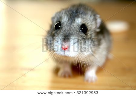 Cute Hamster, Macro Photo With Blur Background