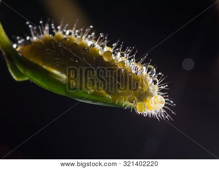 Caterpillar Creeps On Big Green Leaf With Waterdrop.