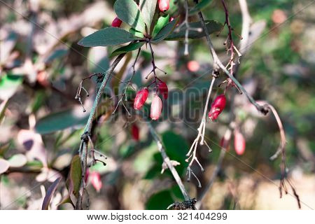 Ripe Red Colored Barberry Berries Close Up On A Branch In Autumn Fall Blurred Autumnal Abstract Sunl