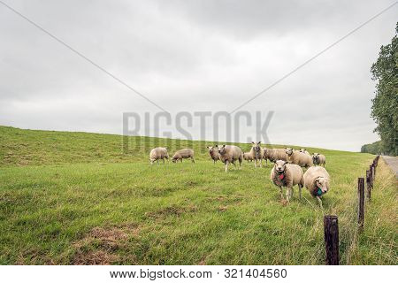Herd Of Sheep On The Slope Of A Dutch Dike. The Sheep Are Recognizable By Colored Labels On Their Ne