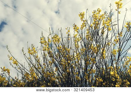 Beautiful Yellow Bush With Flowers Known As Spanish Broom On A Cloudy Summer Day In Sithonia Greece 