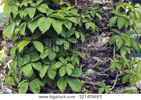 Virginia Creeper Climbing On A Palm Tree In Greece Selective Focus