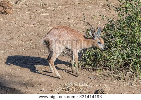 A Sharpes Grysbok, Raphicerus Sharpei, Browsing On Leaves. Small Horns Are Visible
