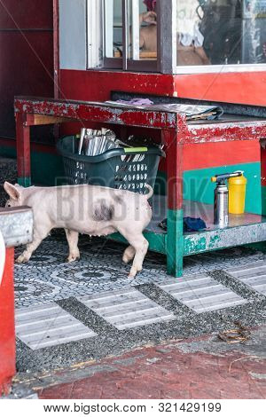 Manila, Philippines - March 5, 2019: Calavite Street In Salvacion Part Of Town. Living Piglet Is Let