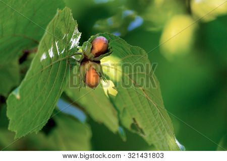 Hazel. Two Hazelnuts On A Branch. Green Leaves. Summer. Sun Rays On The Leaves. Blurred Background.