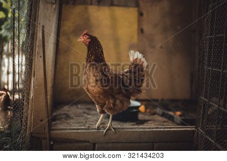 Image - Hen Standing In Dirty Hen House On Sunny Day. Illuminated Hen With Natural Light Posing To C