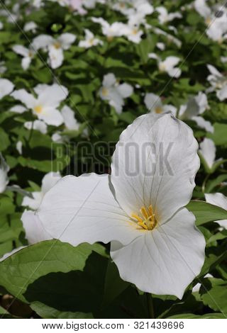Close-up Of White Trillium Plant The Official Flower Of Ohio And Ontario With Blurred Blooms Behind