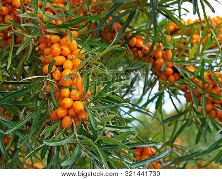 Twig Of Ripe Sea-buckthorn