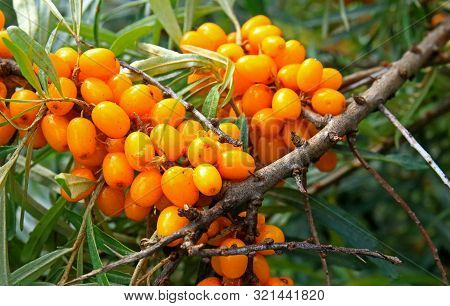 A Lot Of Ripe Orange Berries Of Sea Buckthorn On The Prickly Dry Branches Of The Bush.