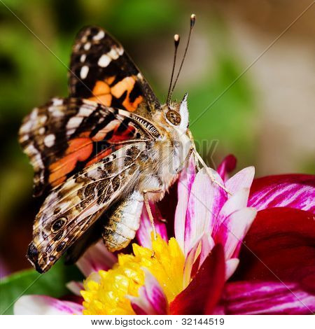 Painted Lady kelebek, Vanessa cardui