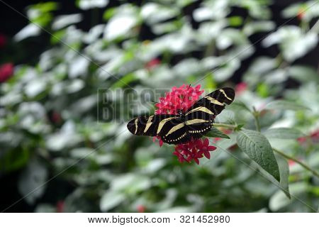 Heliconius Charithonia Or Zebra Longwing  -  A Species Of Butterfly Belonging To The Family Nymphali