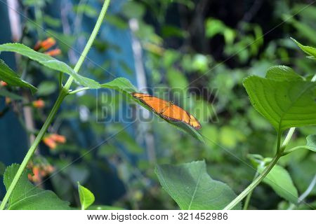 Dryas Iulia Or Julia Butterfly - A Species Of Brush-footed Butterfly
