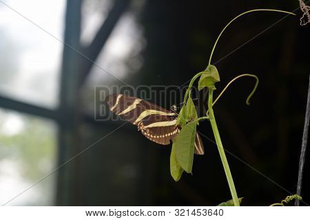 Heliconius Charithonia Or Zebra Longwing  -  A Species Of Butterfly Belonging To The Family Nymphali