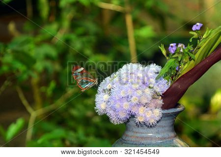 Greta Oto ( Stained Glass Wings Butterfly ) - A Species Of Brush-footed Butterfly
