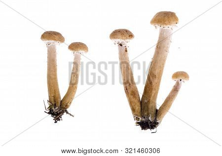 Several Edible Armillaria Mushrooms Isolated On White Background