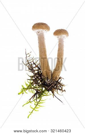 Several Edible Armillaria Mushrooms Isolated On White Background