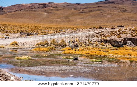 Lama on the background of Breathtaking mountanious lagoon landscape of Bolivia