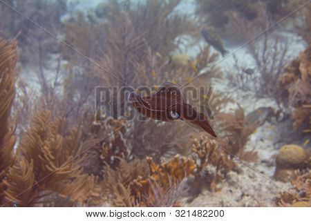 Caribbean Reef Squid On Coral Reef Off Bonaire, Dutch Caribbean