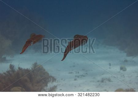 Pair Of Caribbean Reef Squid On Coral Reef Off Bonaire, Dutch Caribbean