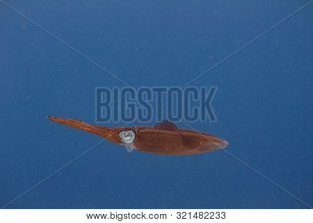 Caribbean Reef Squid On Coral Reef Off Bonaire, Dutch Caribbean