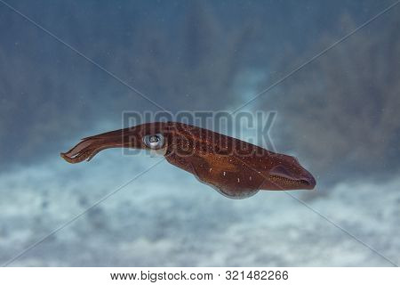 Caribbean Reef Squid On Coral Reef Off Bonaire, Dutch Caribbean